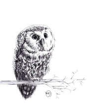 Charger l'image dans la galerie, baby owl bébé chouette hibou dessin noir sur blanc québec
