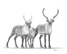 Charger l'image dans la galerie, close up famille caribous family drawing dessin fusain charcoal black white noir blanc handmade fait main quebec montréal granby zoo granby