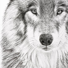 Charger l'image dans la galerie, close up face of the wolf look regard puissant loup dessin noir et blanc fusain charcoal cadre art mural