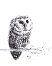 Charger l&#39;image dans la galerie, baby owl bébé chouette hibou dessin noir sur blanc québec
