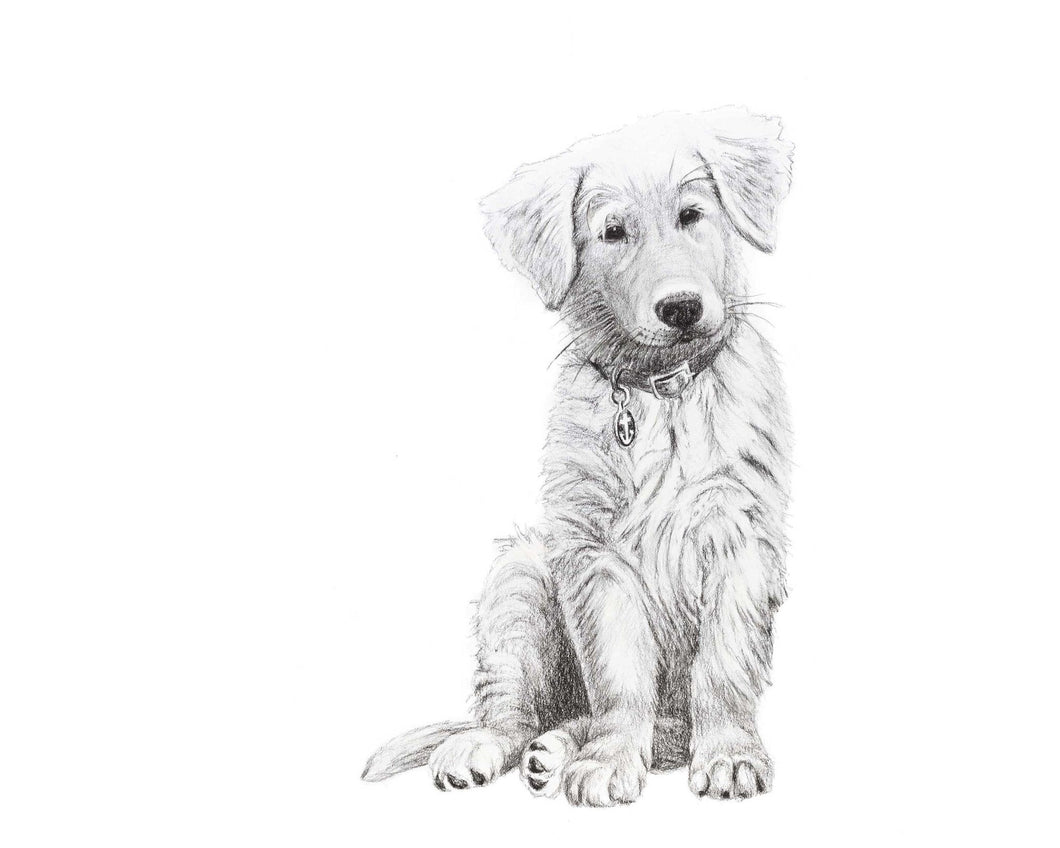 black and white doggie dog golden retriever