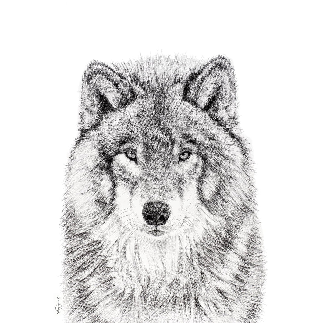 majestic wolf look close up drawing black and white charcoal canvas frame wall art bedroom livingroom house home animal forest