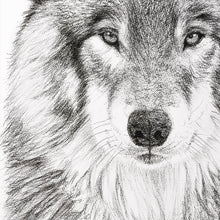 Charger l&#39;image dans la galerie, close up face of the wolf look regard puissant loup dessin noir et blanc fusain charcoal cadre art mural

