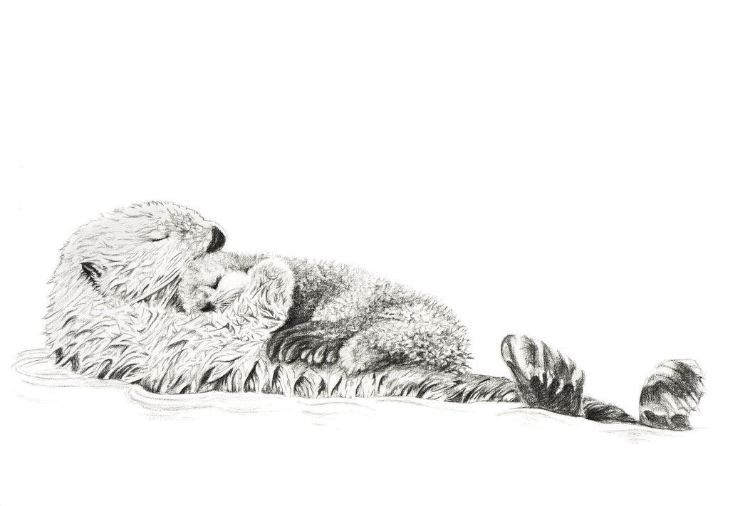 Illustration animalière ''Les Adorables'' - Loutres de mer